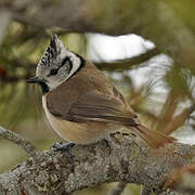 European Crested Tit