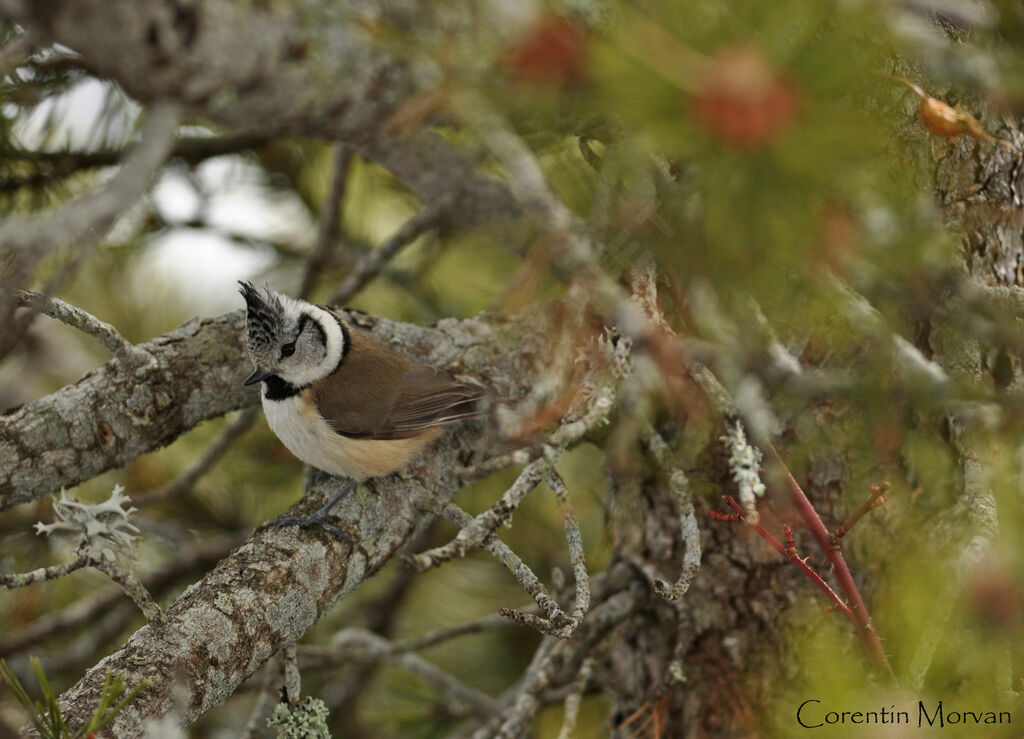 European Crested Tit