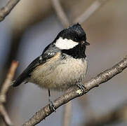 Coal Tit