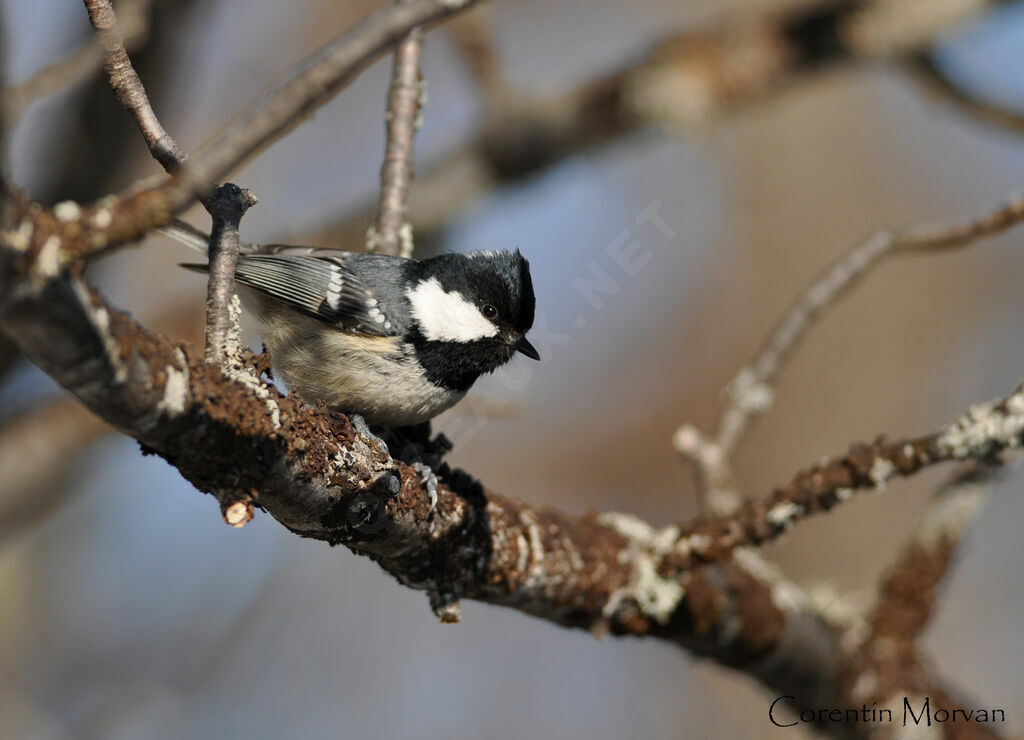 Coal Tit