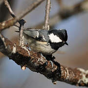 Coal Tit