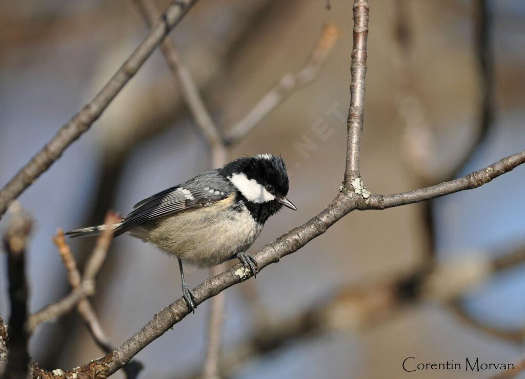 Coal Tit