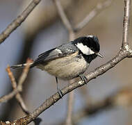 Coal Tit