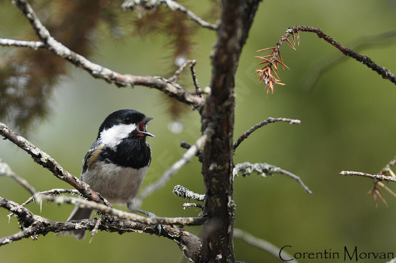 Coal Tit