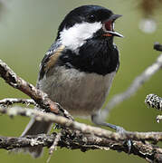 Coal Tit