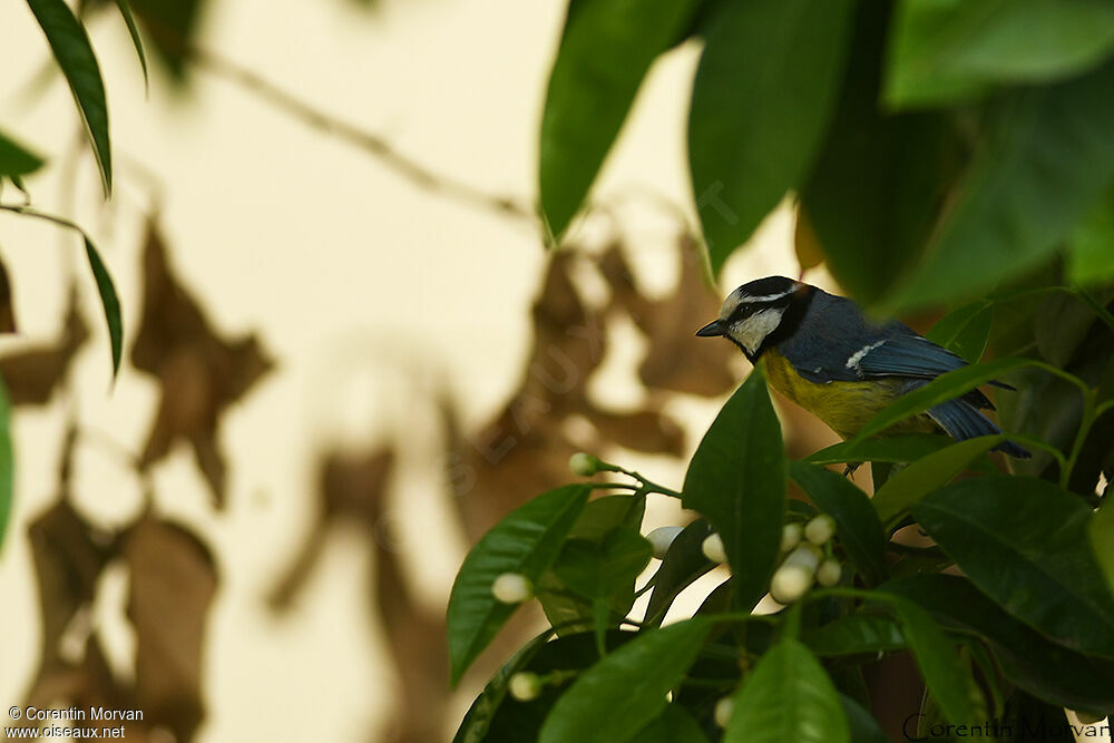 African Blue Tit