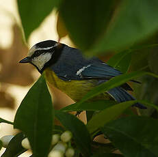 Mésange nord-africaine