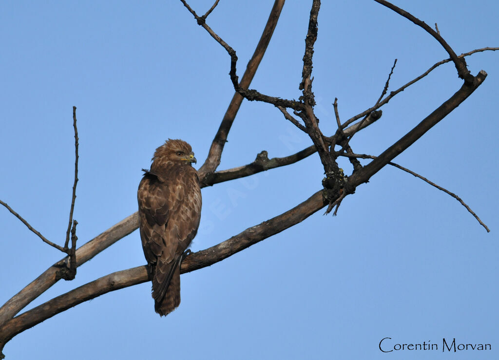 Black Kite