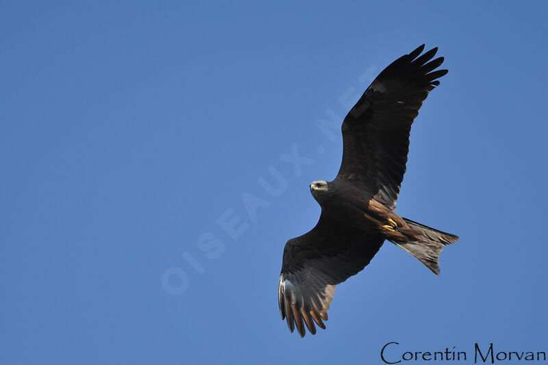 Black Kite