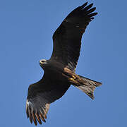 Black Kite