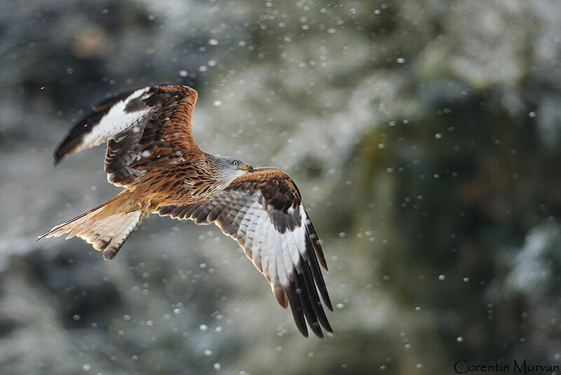 Red Kite