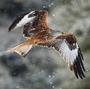 Red Kite