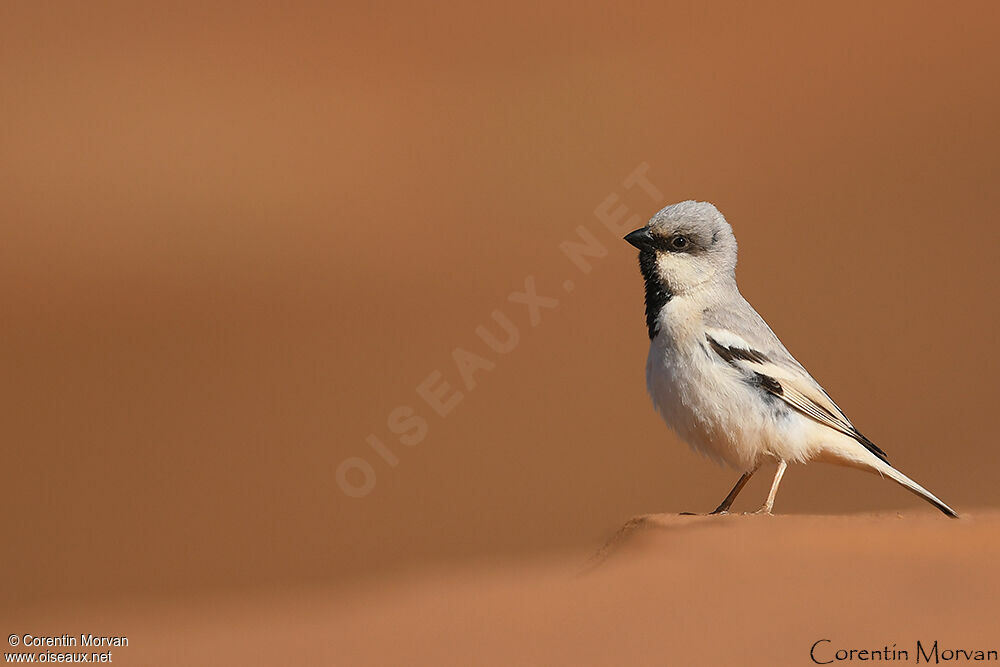 Moineau blanc