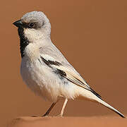 Desert Sparrow