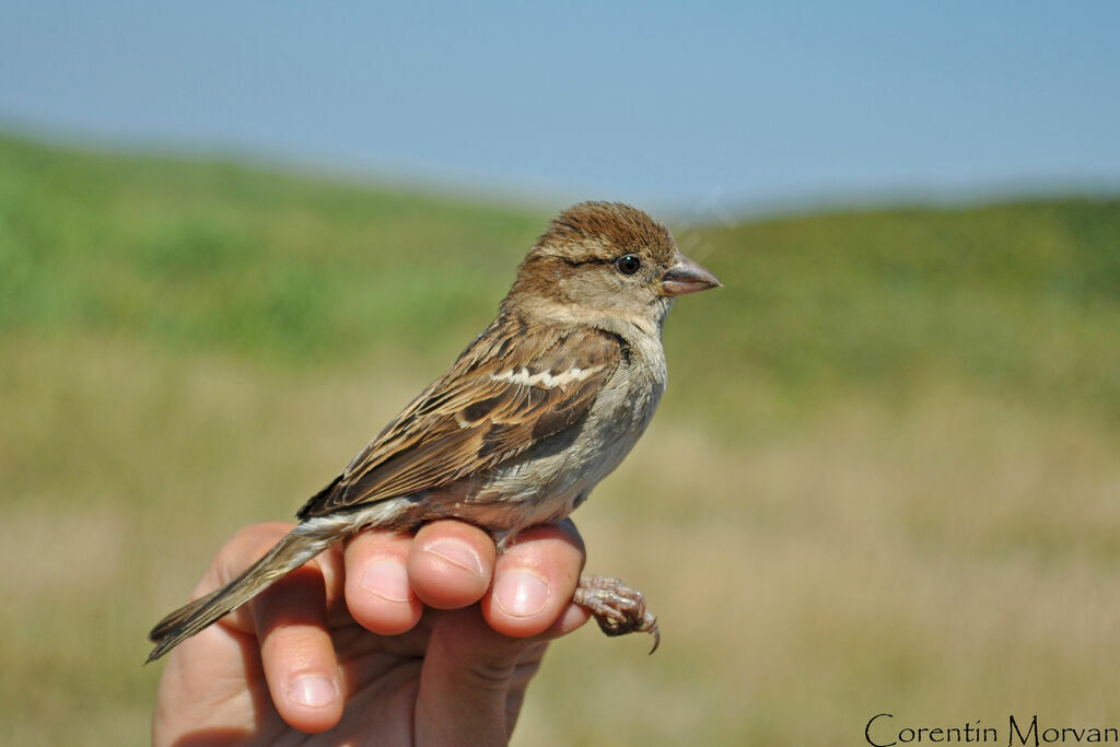 House Sparrow