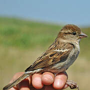 Moineau domestique