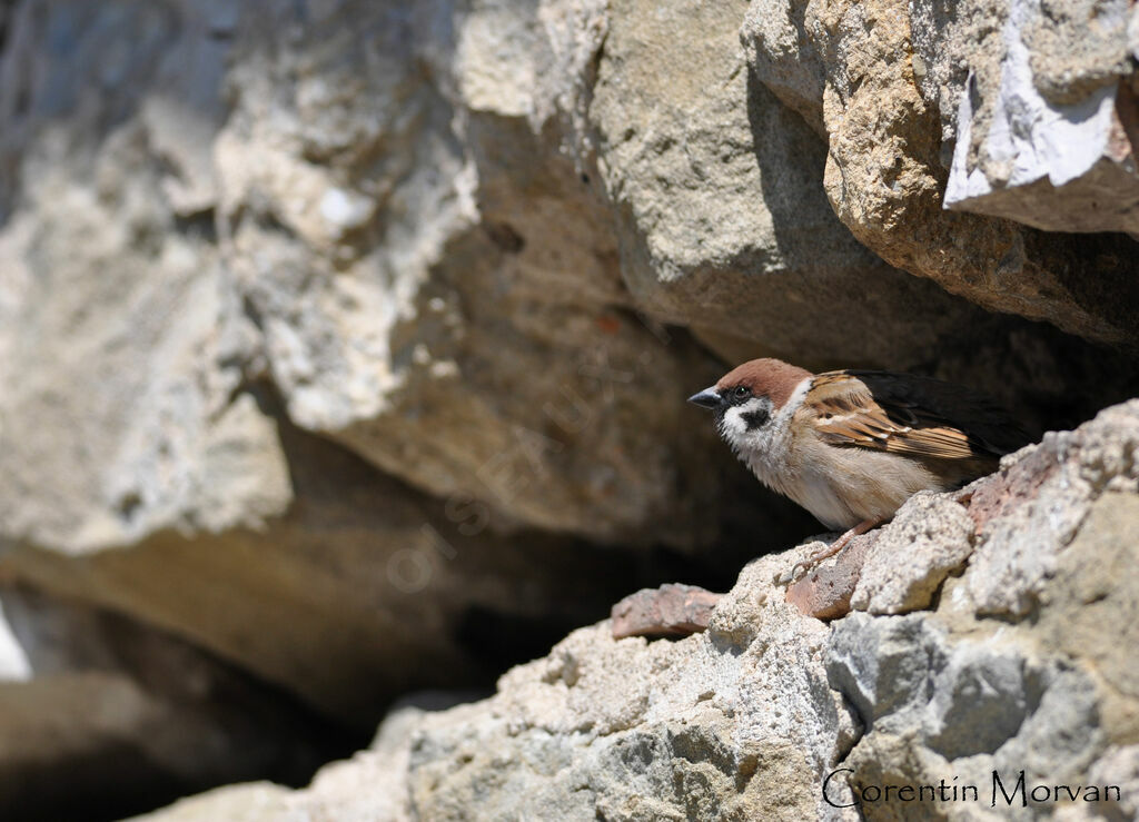 Eurasian Tree Sparrow