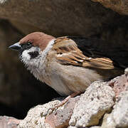 Eurasian Tree Sparrow