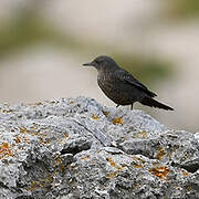 Blue Rock Thrush