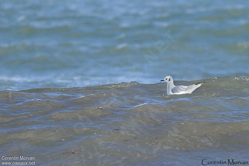 Mouette de Bonaparteadulte internuptial, habitat, pigmentation, Comportement