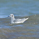 Mouette de Bonaparte