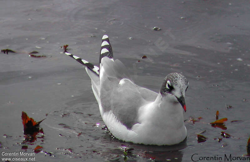 Mouette de Franklinadulte internuptial, portrait