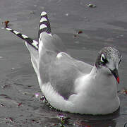 Franklin's Gull