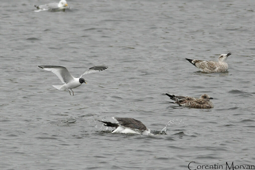 Mouette de Sabineadulte, Vol