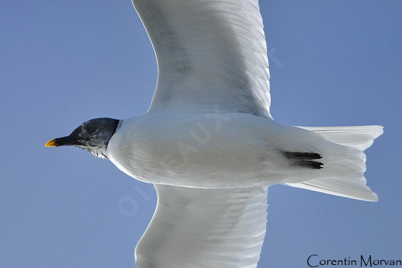 Mouette de Sabine