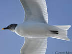 Mouette de Sabine