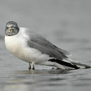 Sabine's Gull