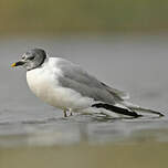 Mouette de Sabine