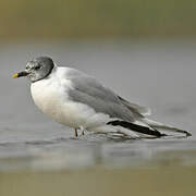 Sabine's Gull