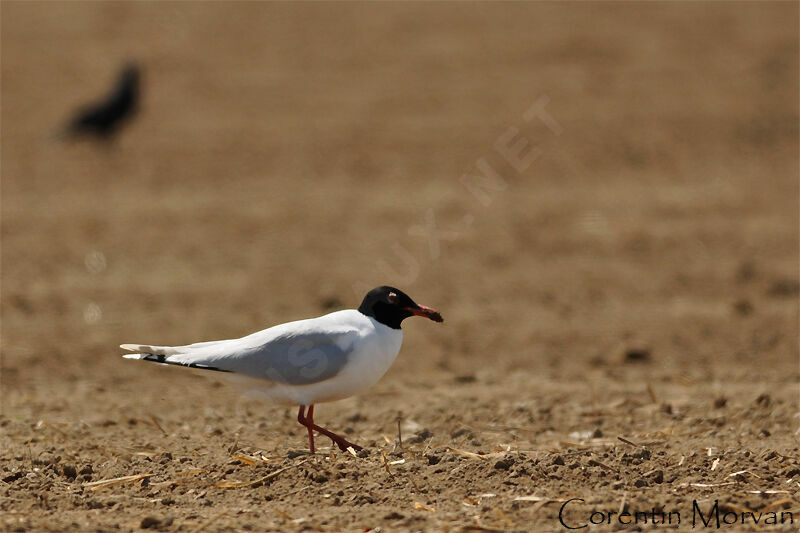 Mouette mélanocéphale