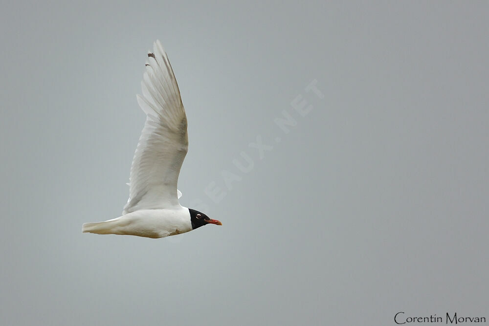 Mouette mélanocéphale