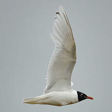 Mouette mélanocéphale