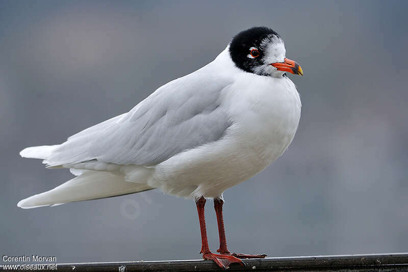 Mouette mélanocéphaleadulte transition, identification