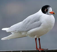 Mouette mélanocéphale