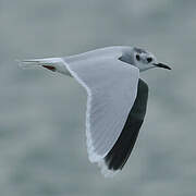 Little Gull