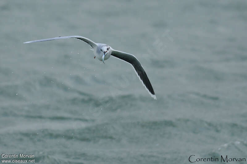 Mouette pygméeadulte internuptial, régime