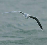 Mouette pygmée