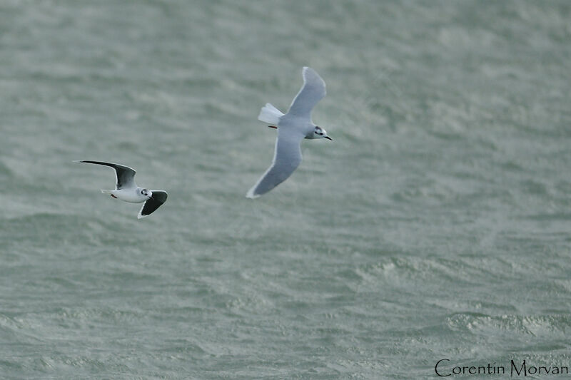 Mouette pygmée