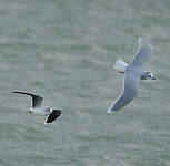 Mouette pygmée