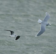 Little Gull