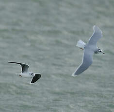 Mouette pygmée