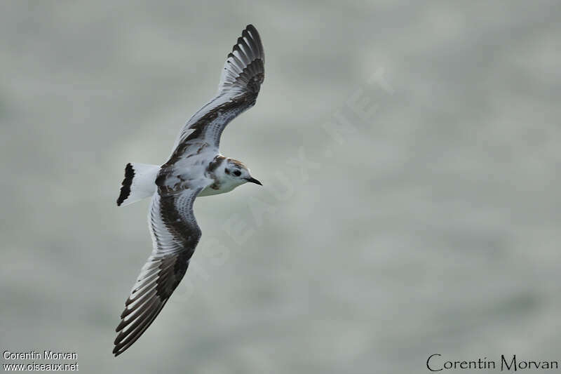 Little GullFirst year, identification