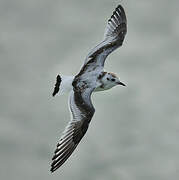 Mouette pygmée