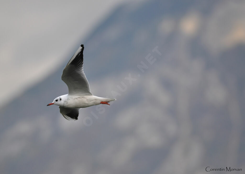 Mouette rieuse