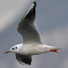 Mouette rieuse