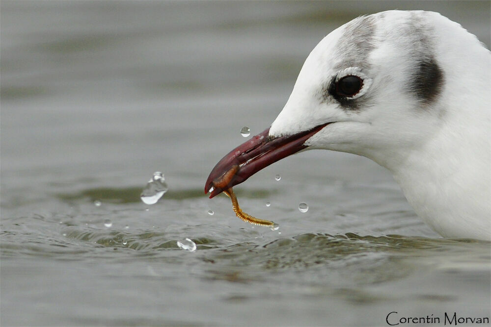 Mouette rieuse